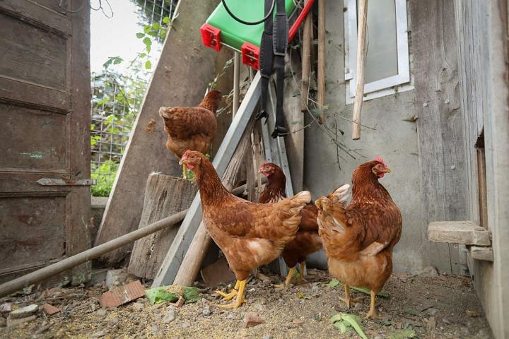 negocio-gallinas-huevos-calidad