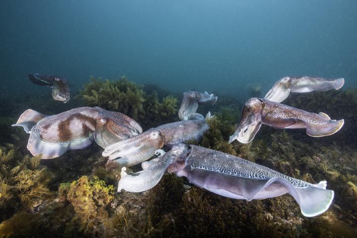 Calamares gigantes en Whyalla, Australia.