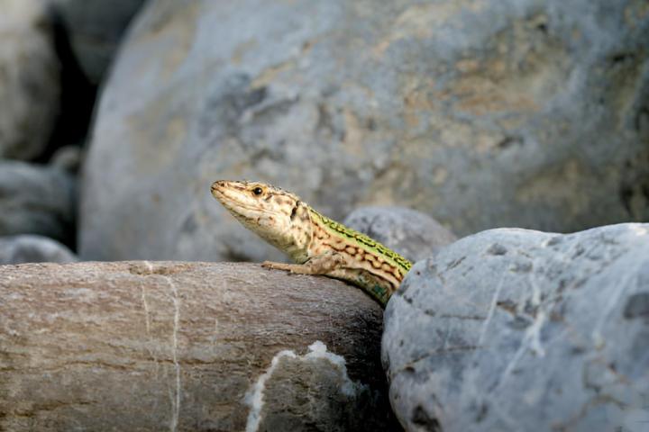 Una lagartija pitiusa escondida entre rocas del paisaje ibicenco.