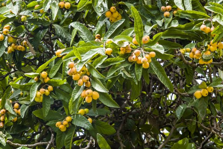 La especie de árbol níspero lleno de fruta