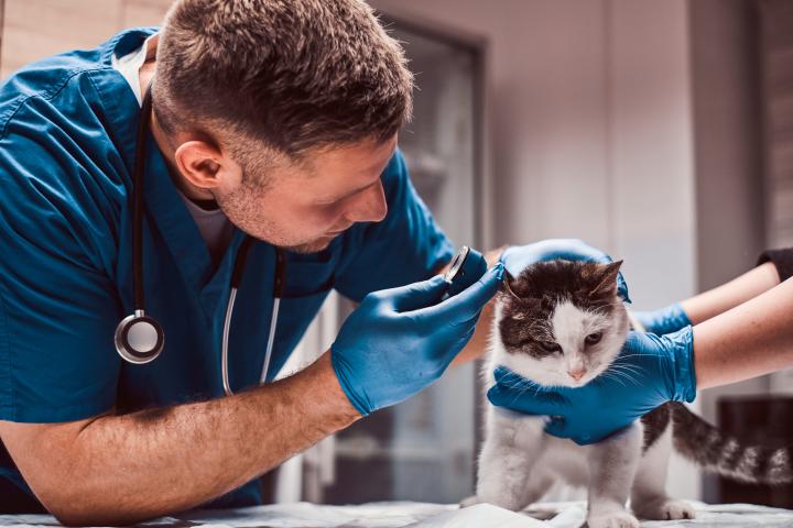 Un veterinario examina a un perro.