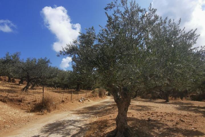 Olivar en Chania, Creta (Grecia)