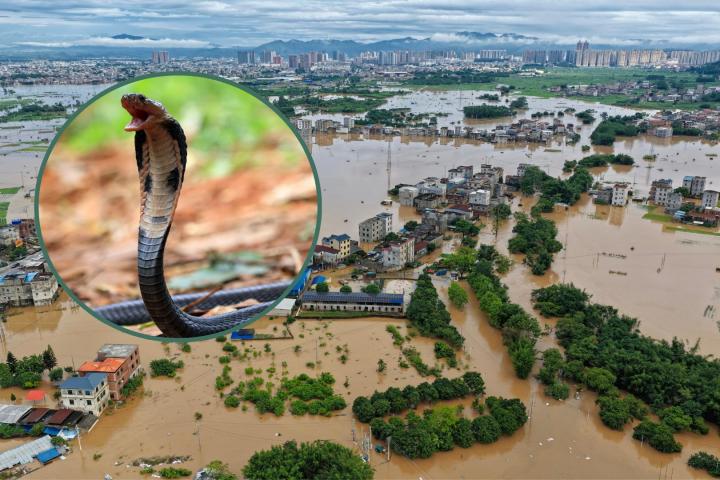 Serpientes escapan por las inundaciones en la ciudad de Guangxi