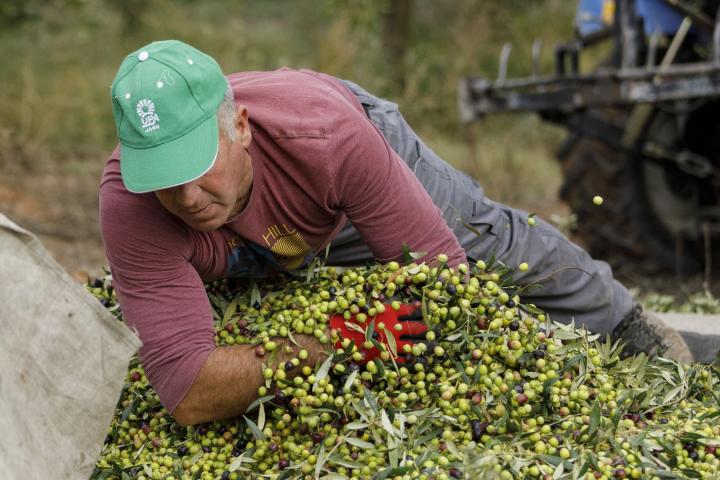 Un jornalero durante la cosecha de la aceituna en Jaén