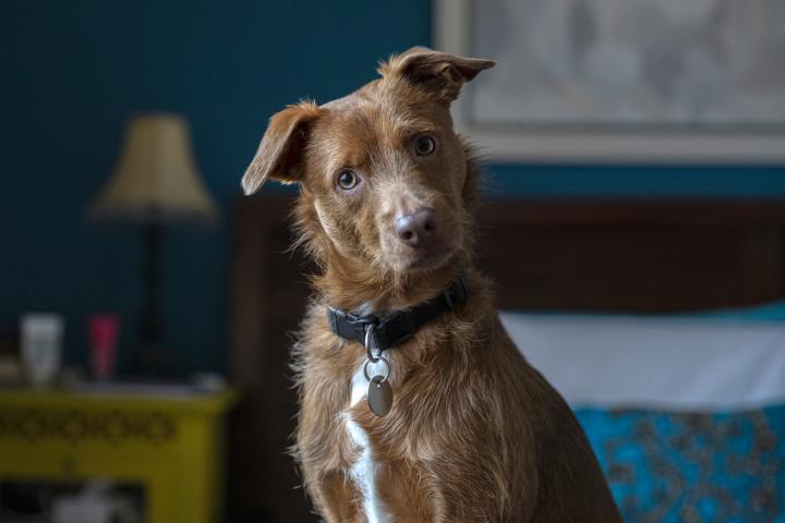 Un perro en una imagen de archivo