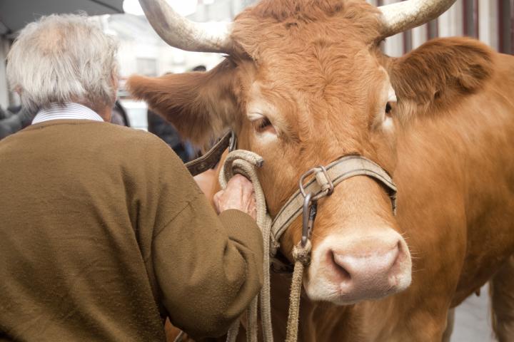 Una vaca, junto a un anciano.