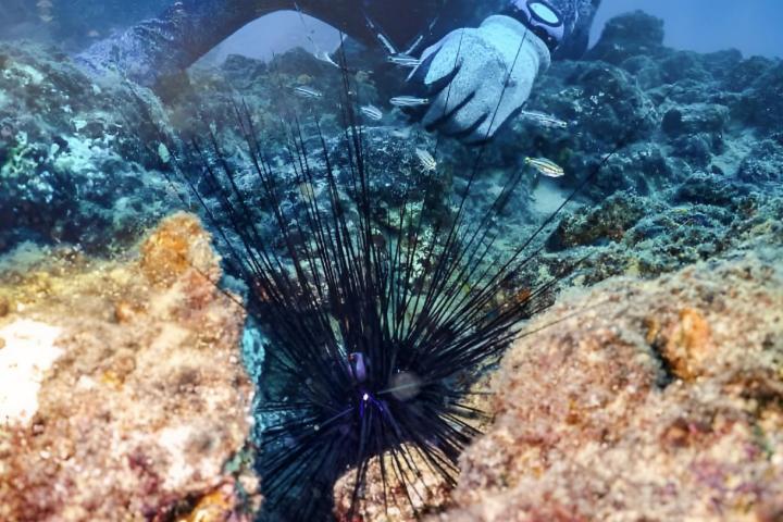 Un buzo en las profundidades del mar extrayendo erizos de mar