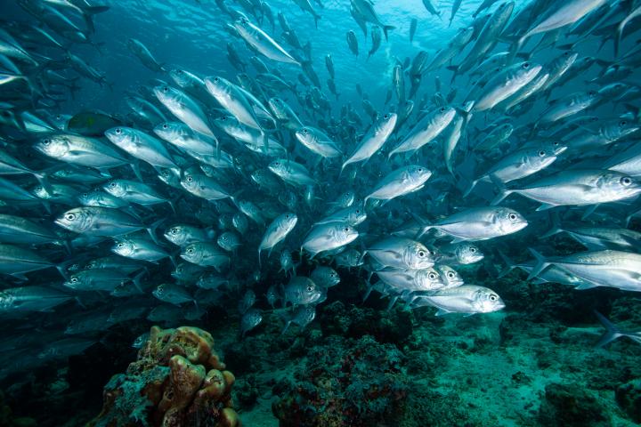migracion-nocturna-oceanos