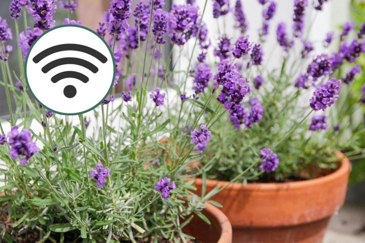 Granja de lavanda con wifi.