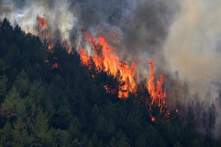 Incendio forestal.
