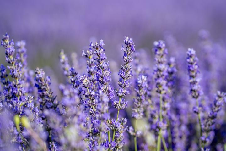 Campo de lavanda en Tiedra (Valladolid)