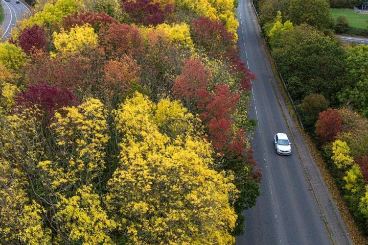 Carretera junto a un bosque en Inglaterra