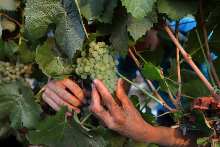 Cosecha de uvas chardonnay, en una imagen de archivo