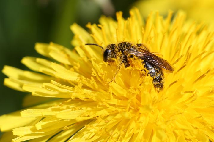 Una abeja, totalmente ajena a la polémica