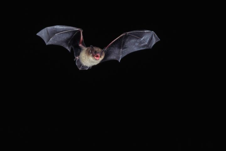 Un murciélago volando