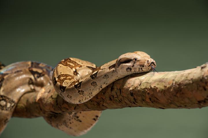 Una serpiente, en una imagen de archivo