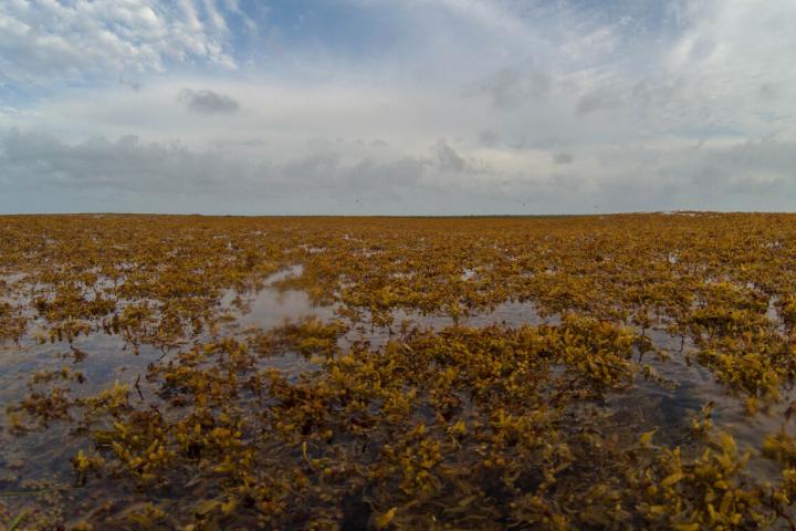 Sargazo, en la República Dominicana