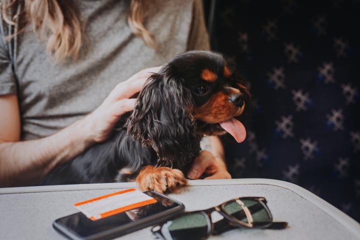 Un perro en un tren
