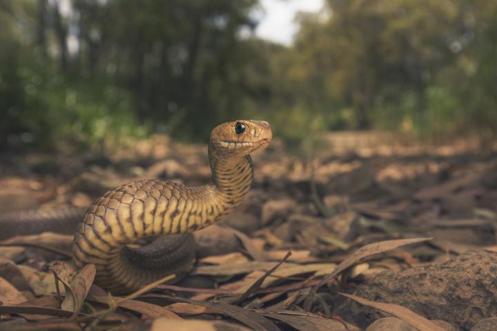 Un ejemplar de serpiente marrón.