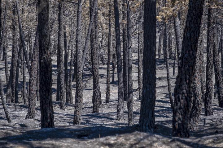 incendio-guadalajara-situacion