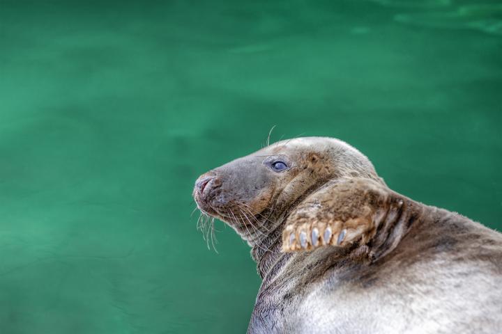 Imagen de una foca.