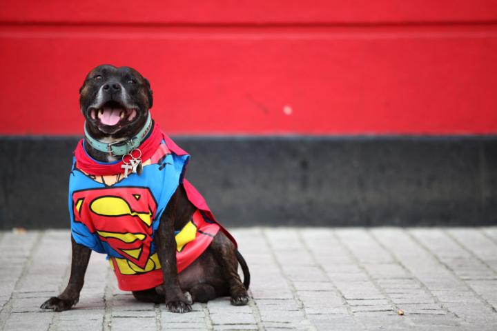 Un perro vestido de Superman.
