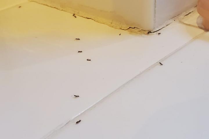 Hormigas en un cuarto de estar de una casa