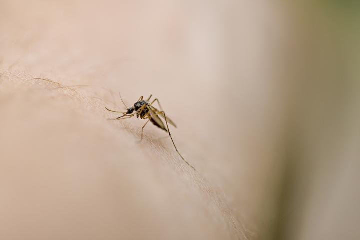 Un mosquito en una imagen de archivo