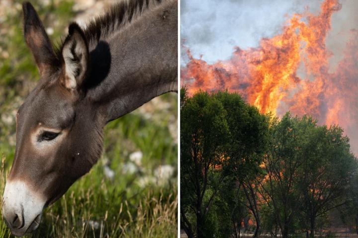Burro pastando e incendio forestal.