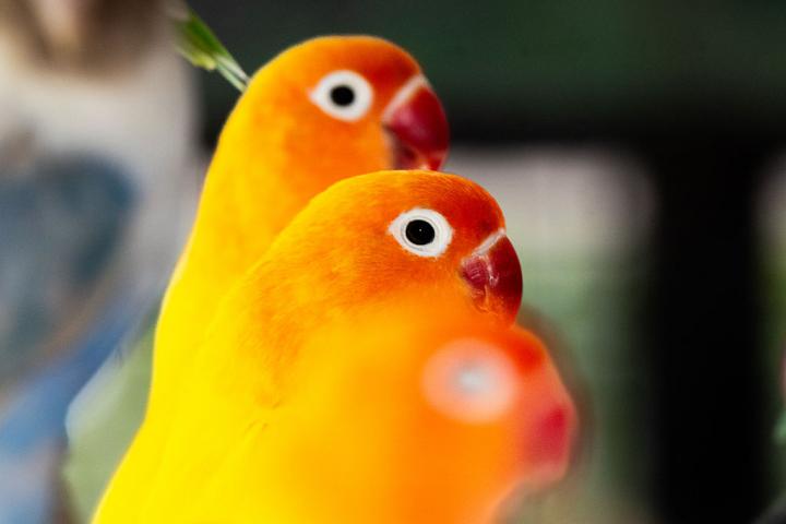 Especies coloridas en el Parque Natural de Golya, en Turquía