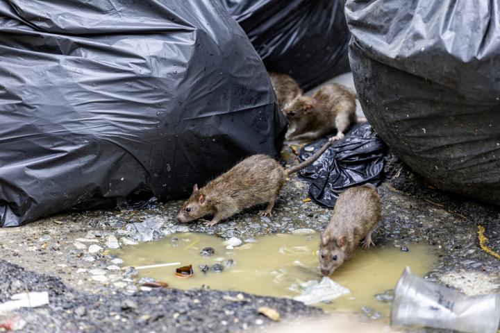 Ratas entre la basura