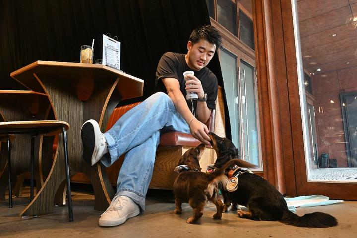 hong-kong-perros-restaurantes