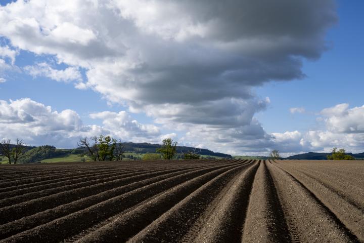 Hileras de tierras de cultivo en Herefordshire
Paisaje rural de tierras preparadas en hileras, listas para el cultivo de patatas, plantadas en un campo de tierras de cultivo.