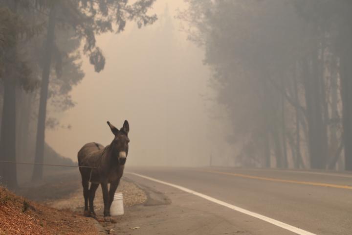 Imagen de archivo de un burro en un incendio.