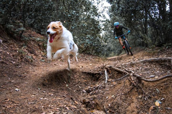 Un ciclista persigue a un perro en la montaña.