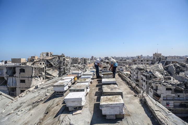 Colmenas en Ciudad de Gaza.
