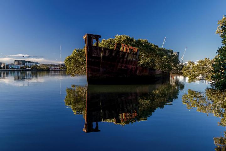 Los restos del SS Ayrfield, en la bahía de Homebush, ahora convertidos en un bosque de manglares flotante.