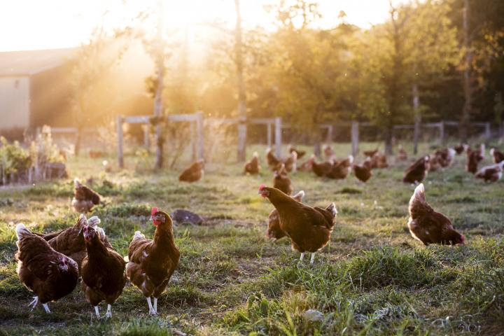 Una granja de gallinas orgánica en el Reino Unido.