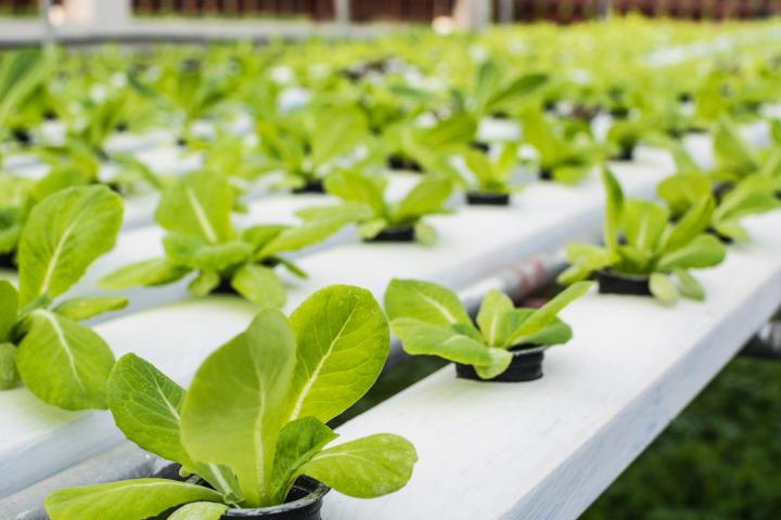 Imagen de archivo de un cultivo hidropónico.