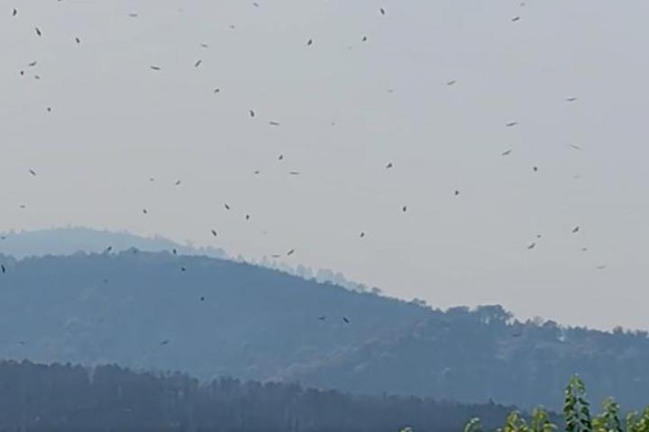 El vídeo viral de Germán Huertas con las decenas de buitres sobrevolando El Tiemblo.
