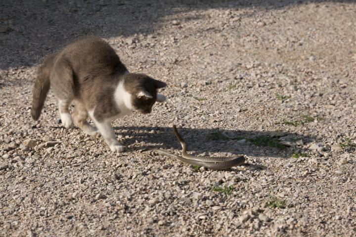 Un gato y una serpiente en mitad de la calla, enfrentados.