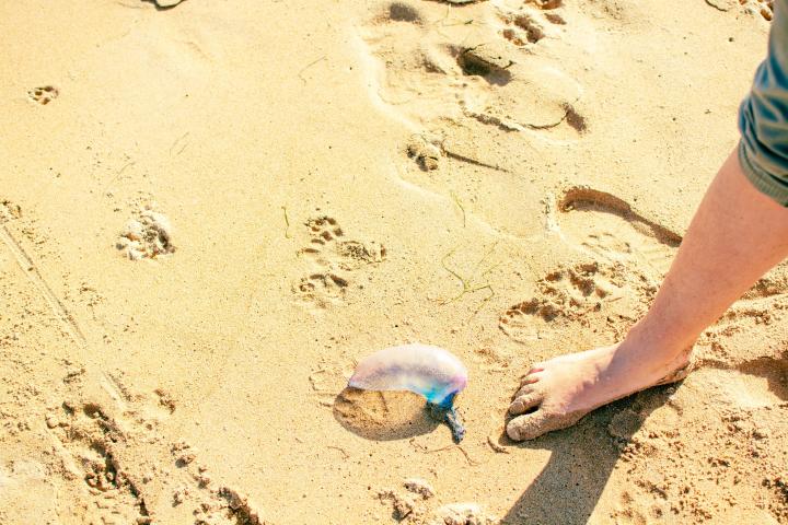 Un hombre, una carabela portuguesa y un posible problema a centímetros de distancia