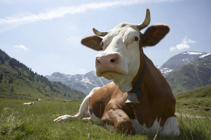 Una vaca, en el campo.