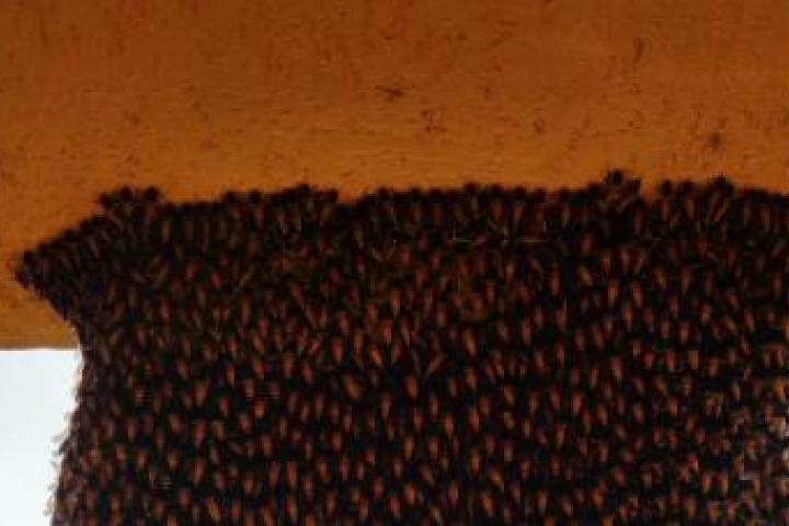 Un enorme panal de abejas.