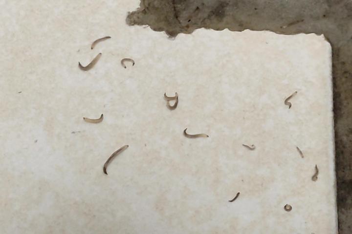Larvas en un baño.