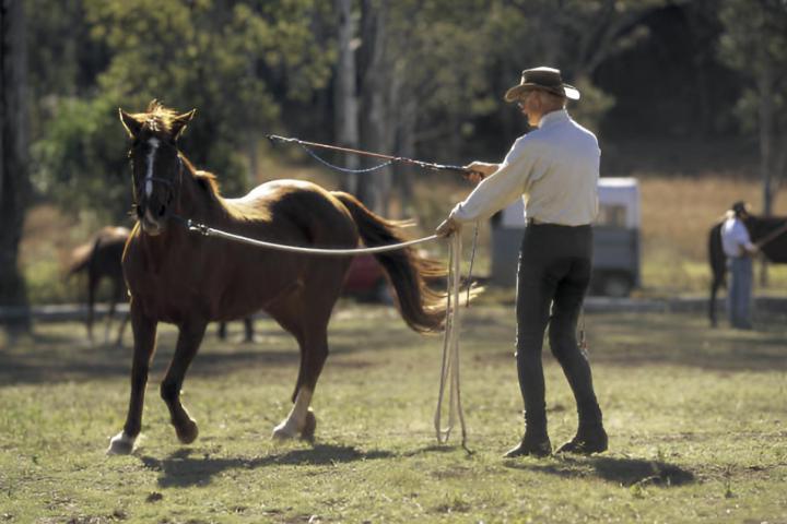 Un señor mayor entrenando a su caballo en una finca verde