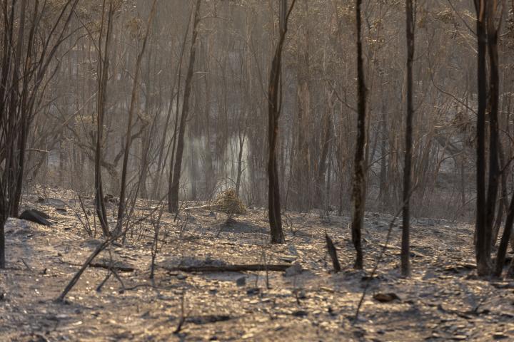 Área calcinada por el incendio declarado el pasado jueves en Niebla (Huelva) que supera las 20.000 hectáreas.