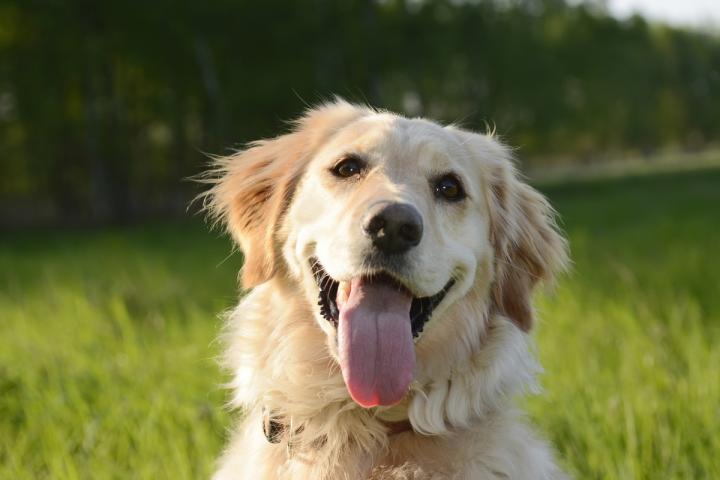 Un golden retriever
