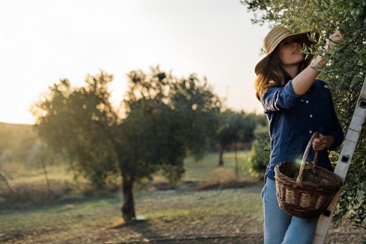 Una mujer recogiendo los frutos de un olivar