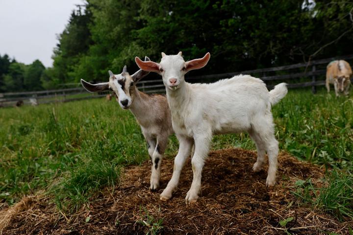 Dos cabras muy fotogénicas ellas
June-05-2025 (Lance McMillan/Toronto Star via Getty Images)